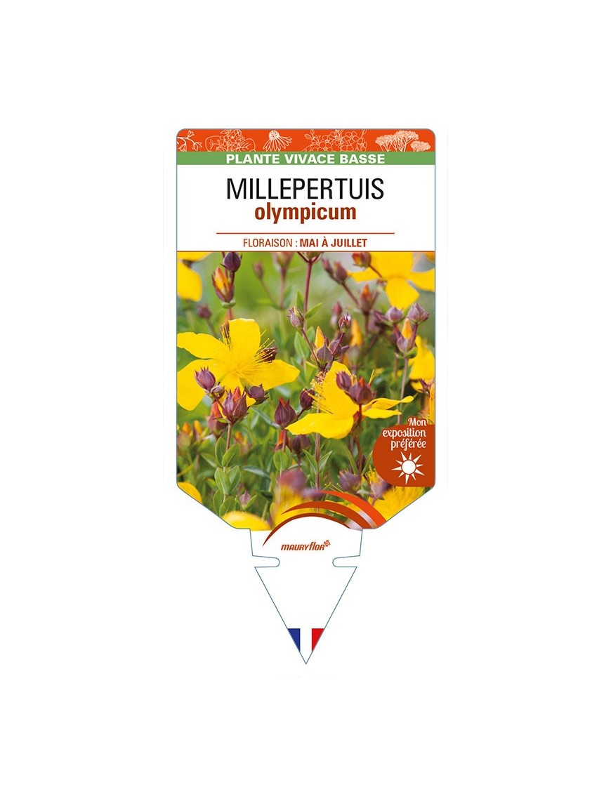 HYPERICUM olympicum voir MILLEPERTUIS
