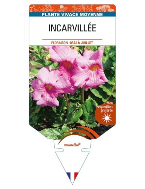 INCARVILLEA (delavayi rose)