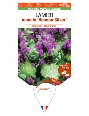 LAMIUM maculatum 'Beacon SIlver' voir LAMIER