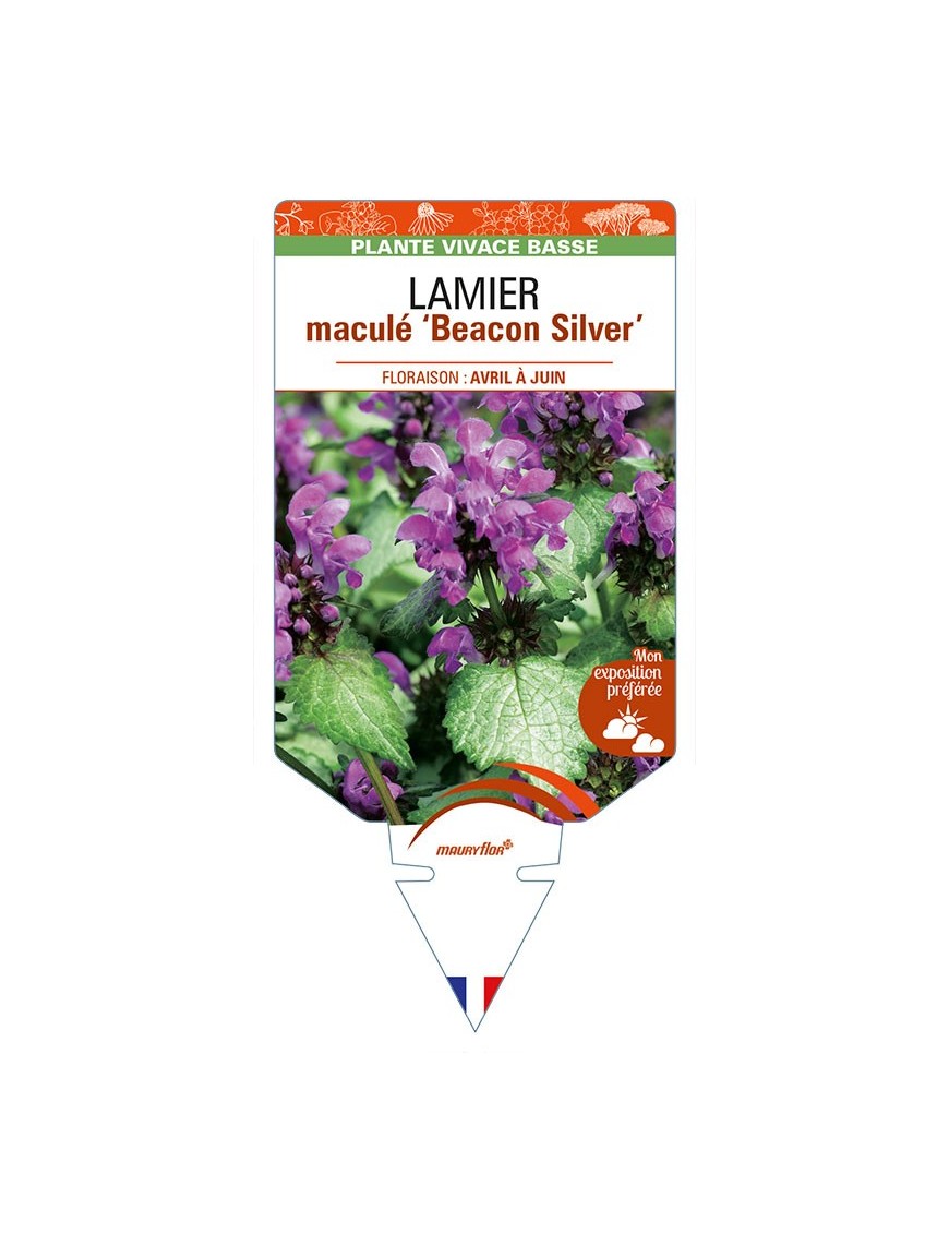 LAMIUM maculatum 'Beacon SIlver' voir LAMIER