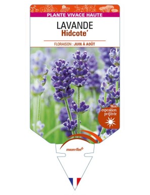 LAVANDULA (angustifolia bleu) 'Hidcote'