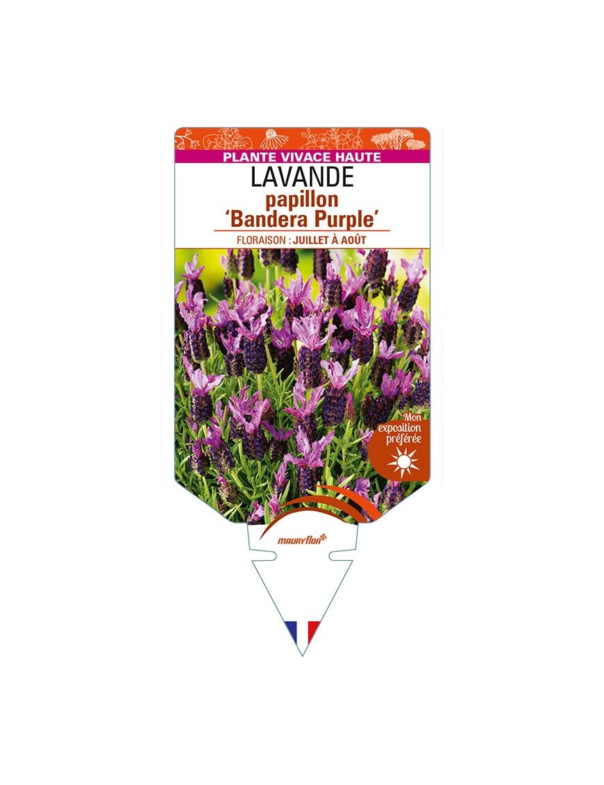 LAVANDULA stoechas 'Bandera Purple' voir LAVANDE papillon