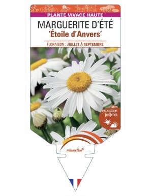 LEUCANTHEMUM 'Etoile d'Anvers' voir MARGUERITE D’ÉTÉ