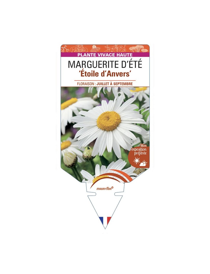 LEUCANTHEMUM 'Etoile d'Anvers' voir MARGUERITE D’ÉTÉ