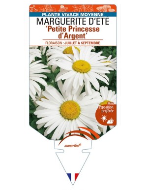 LEUCANTHEMUM 'Petite Princesse d'Argent' voir MARGUERITE D’ÉTÉ