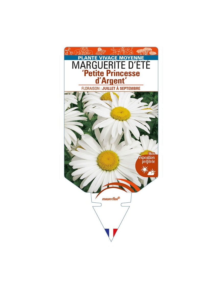 LEUCANTHEMUM 'Petite Princesse d'Argent' voir MARGUERITE D’ÉTÉ