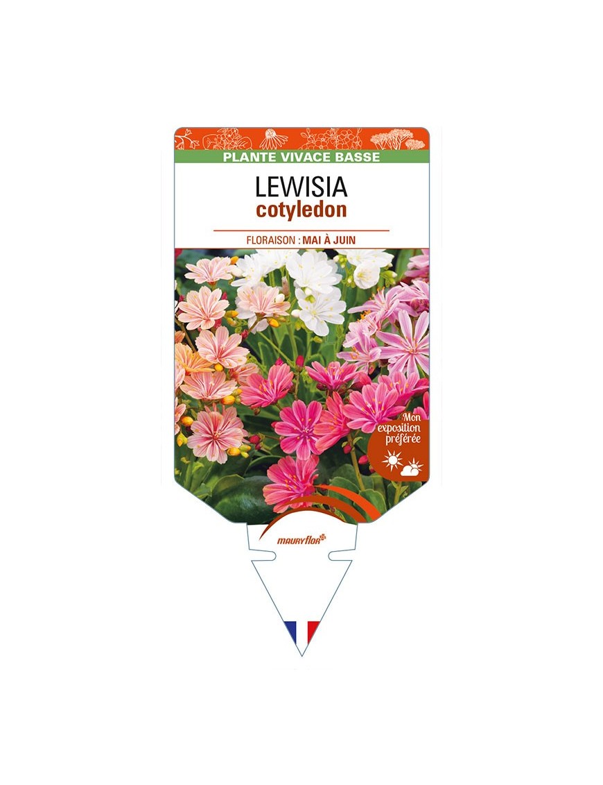 LEWISIA cotyledon (Hybrides)
