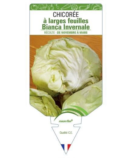 CHICORÉE À LARGES FEUILLES BIANCA INVERNALE