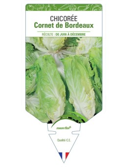 CHICORÉE CORNET DE BORDEAUX