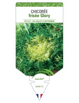 CHICORÉE FRISÉE GLORY