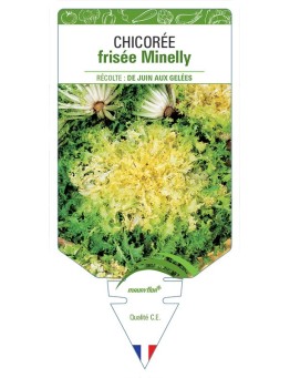 CHICORÉE FRISÉE MINELLY