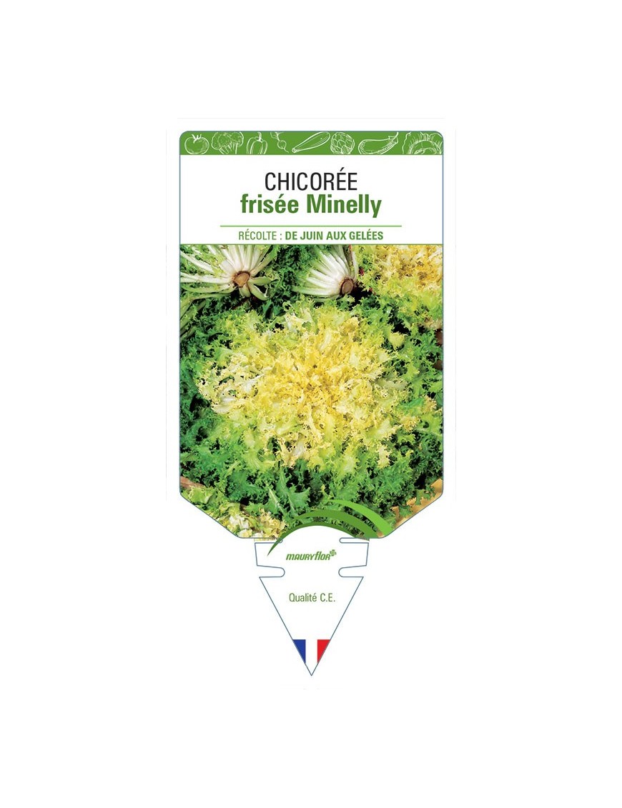 CHICORÉE FRISÉE MINELLY