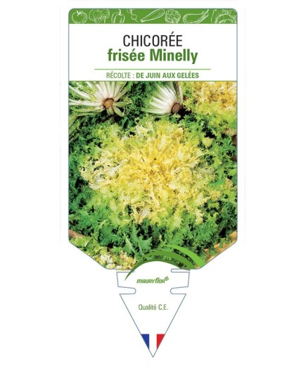 CHICORÉE FRISÉE MINELLY