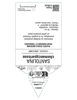 SANTOLINE (feuillage argenté)