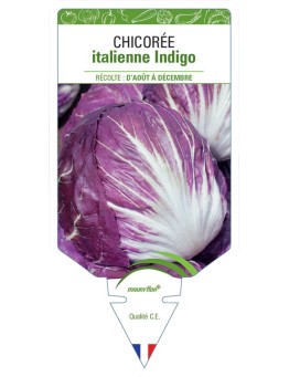 CHICORÉE ITALIENNE INDIGO