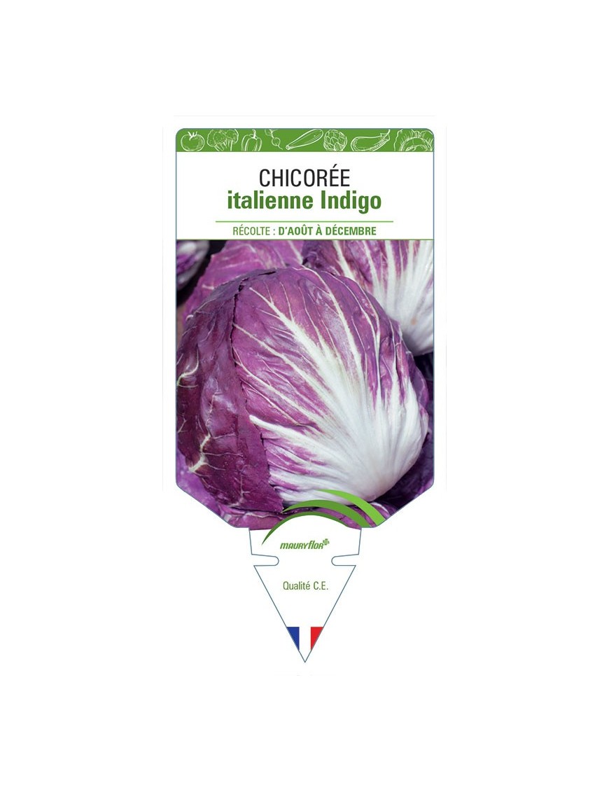CHICORÉE ITALIENNE INDIGO