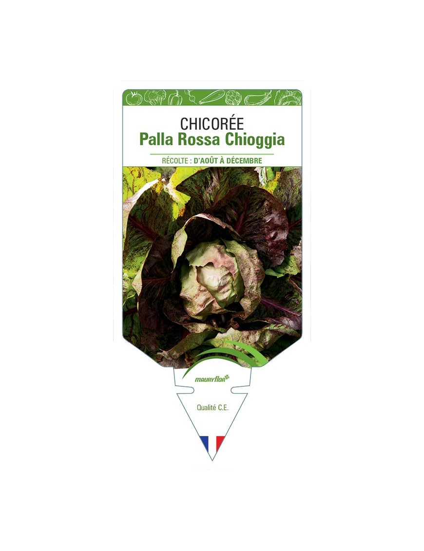 CHICORÉE PALLA ROSSA CHIOGGIA
