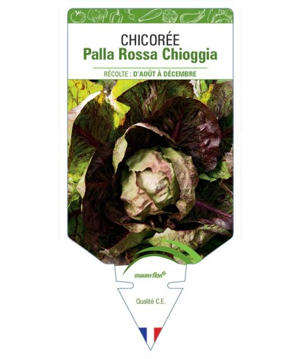 CHICORÉE PALLA ROSSA CHIOGGIA