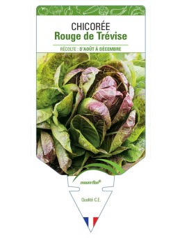 CHICORÉE ROUGE DE TRÉVISE