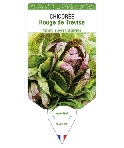 CHICORÉE ROUGE DE TRÉVISE