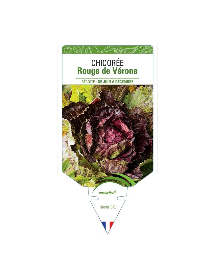 CHICORÉE ROUGE DE VÉRONE