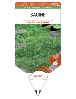 SAGINA (subulata verte) *