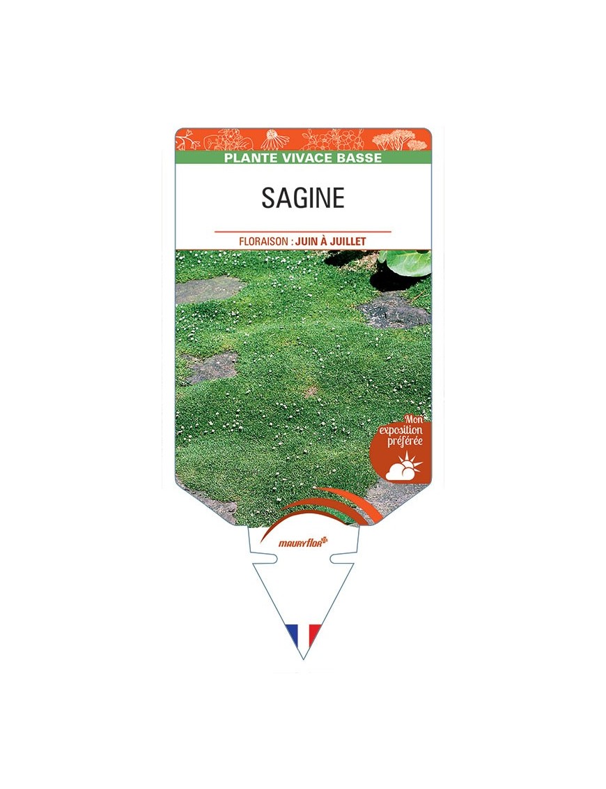 SAGINA (subulata verte) *