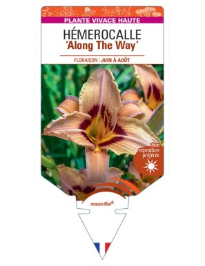 HEMEROCALLIS Along The Way