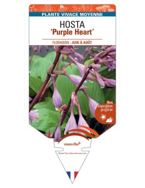 HOSTA Purple Heart