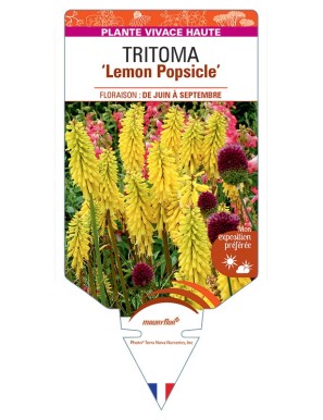 KNIPHOFIA Lemon Popsicle voir Tritoma