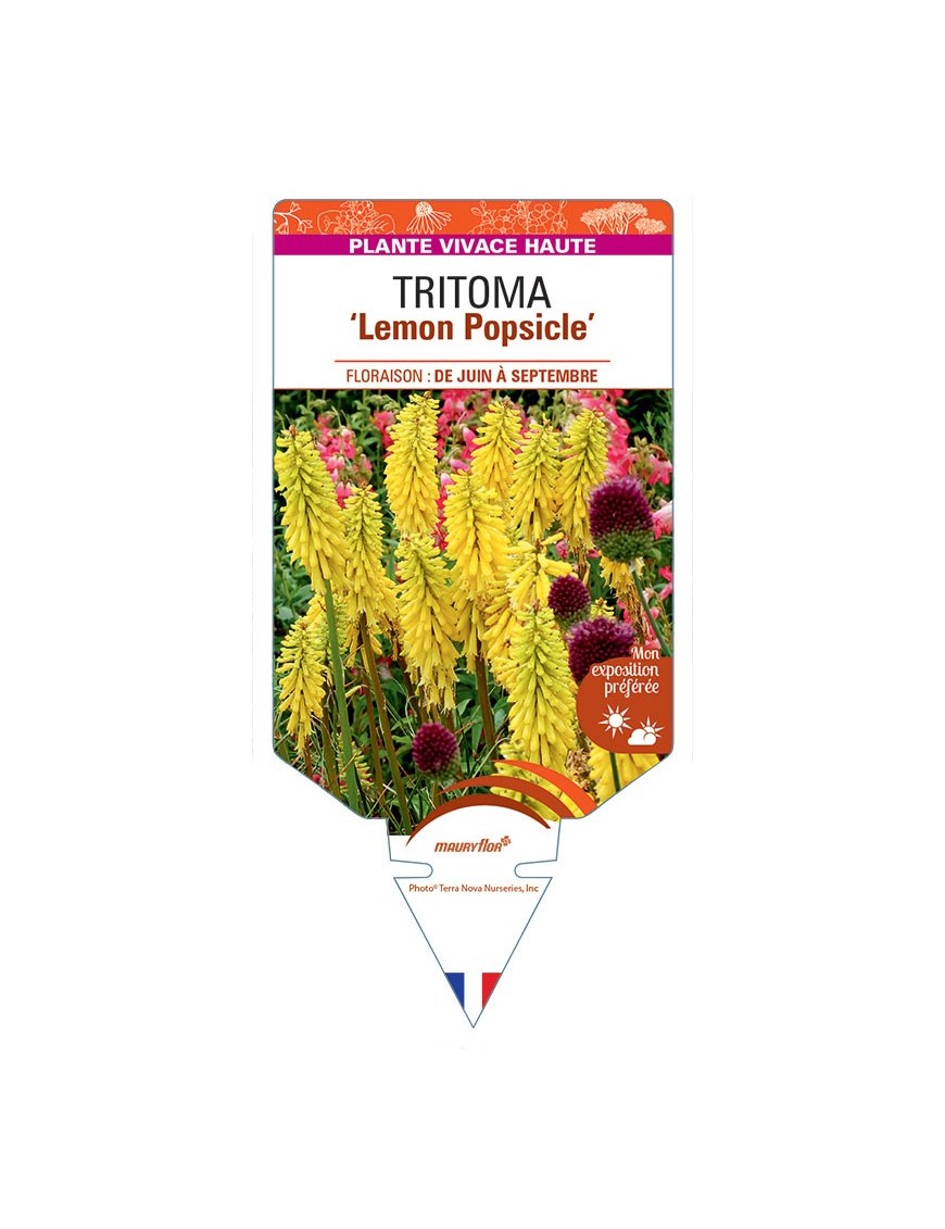KNIPHOFIA Lemon Popsicle voir Tritoma