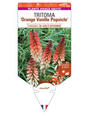 KNIPHOFIA Orange Vanille Popsicle voir Tritoma