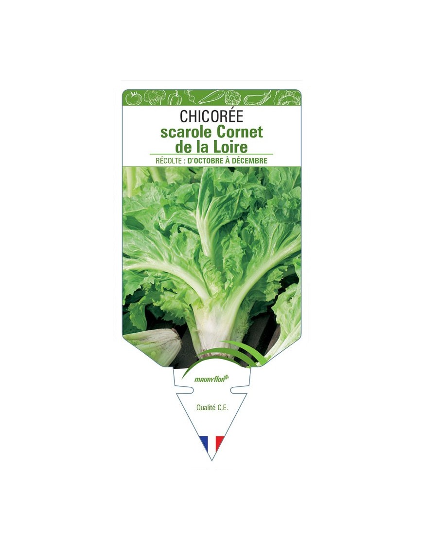 CHICORÉE SCAROLE CORNET DE LA LOIRE