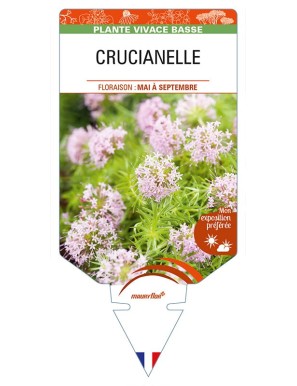 CRUCIANELLE (rose - Phuopsis stylosa)