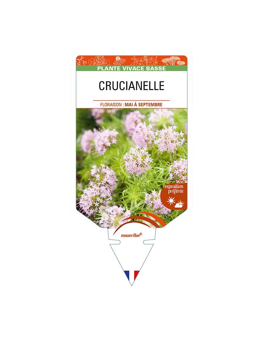 CRUCIANELLE (rose - Phuopsis stylosa)
