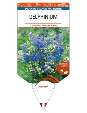 DELPHINIUM grandiflorum