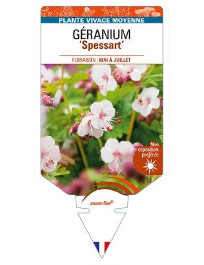GERANIUM (macrorrhizum) ‘Spessart’
