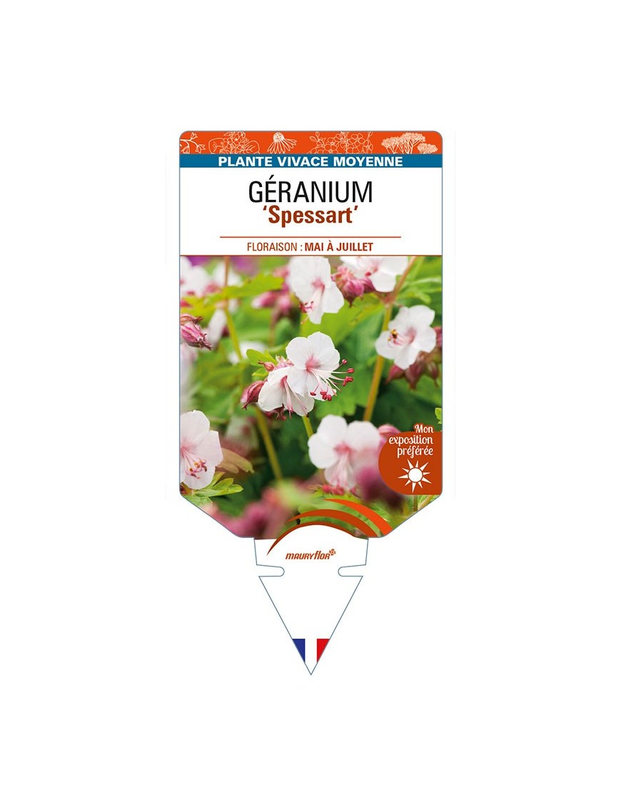 GERANIUM (macrorrhizum) ‘Spessart’