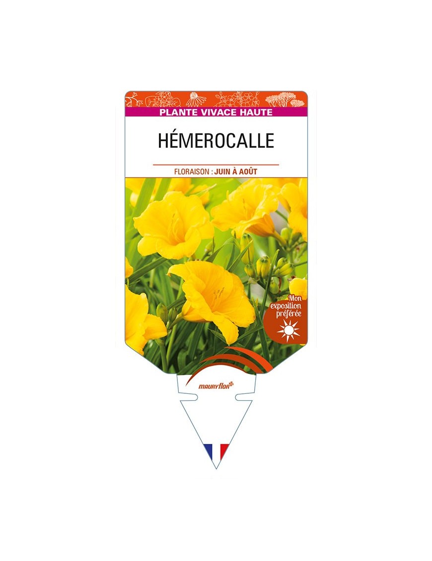 HEMEROCALLIS (jaune)