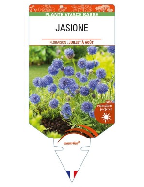 JASIONE (bleu)
