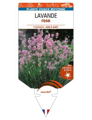 LAVANDULA (angustifolia) 'Rosea'
