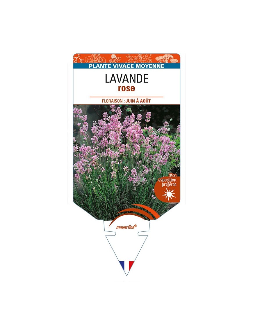 LAVANDULA (angustifolia) 'Rosea'