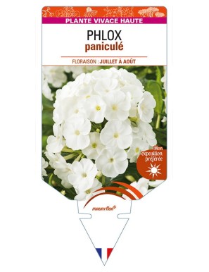 PHLOX paniculata (blanc)