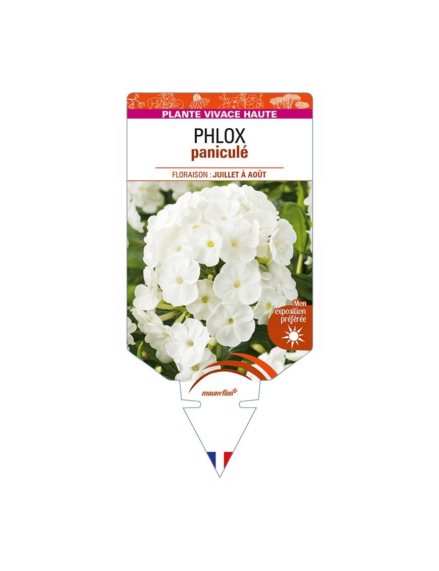 PHLOX paniculata (blanc)