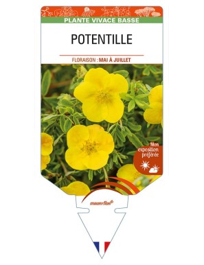 POTENTILLE (jaune)