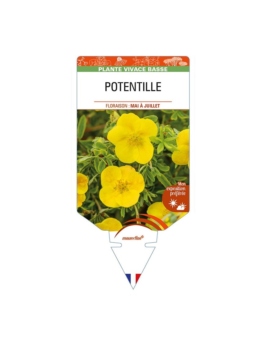 POTENTILLE (jaune)