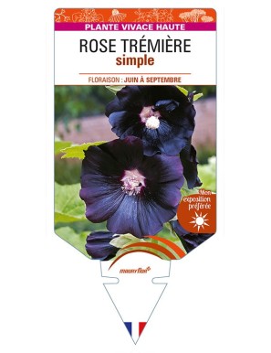 ROSE TRÉMIÈRE SIMPLE (noir)