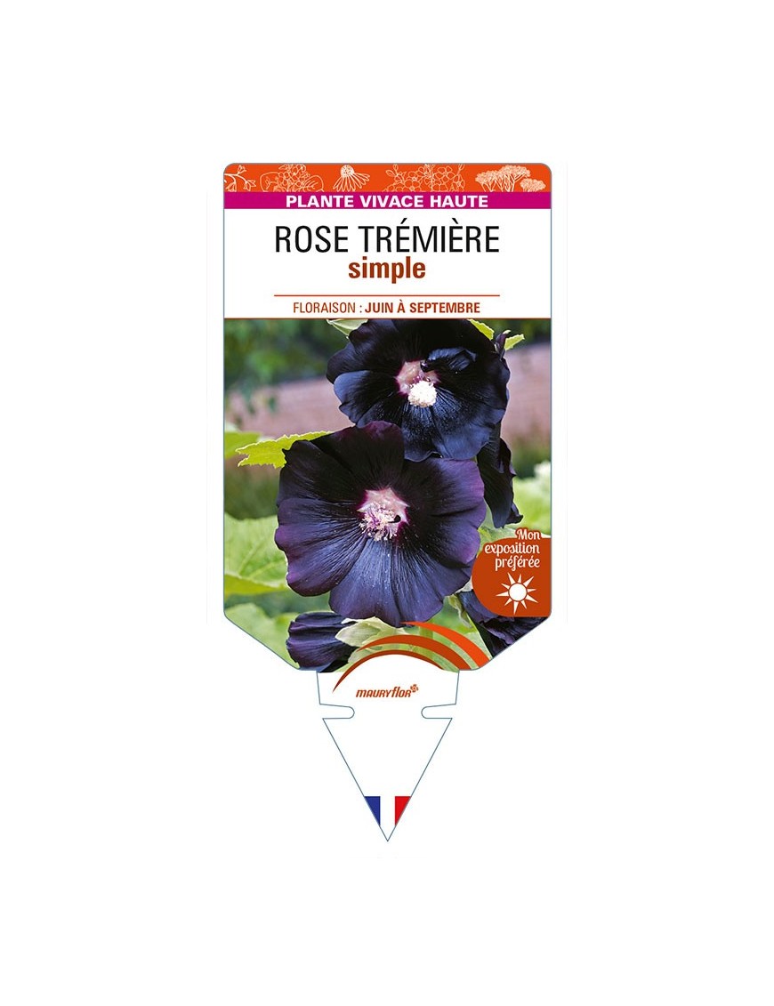 ROSE TRÉMIÈRE SIMPLE (noir)