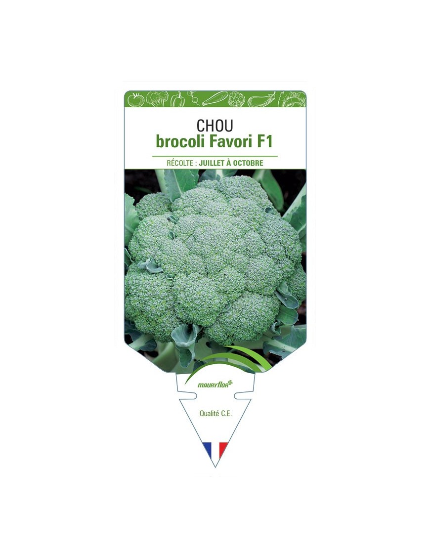 CHOU BROCOLI FAVORI F1