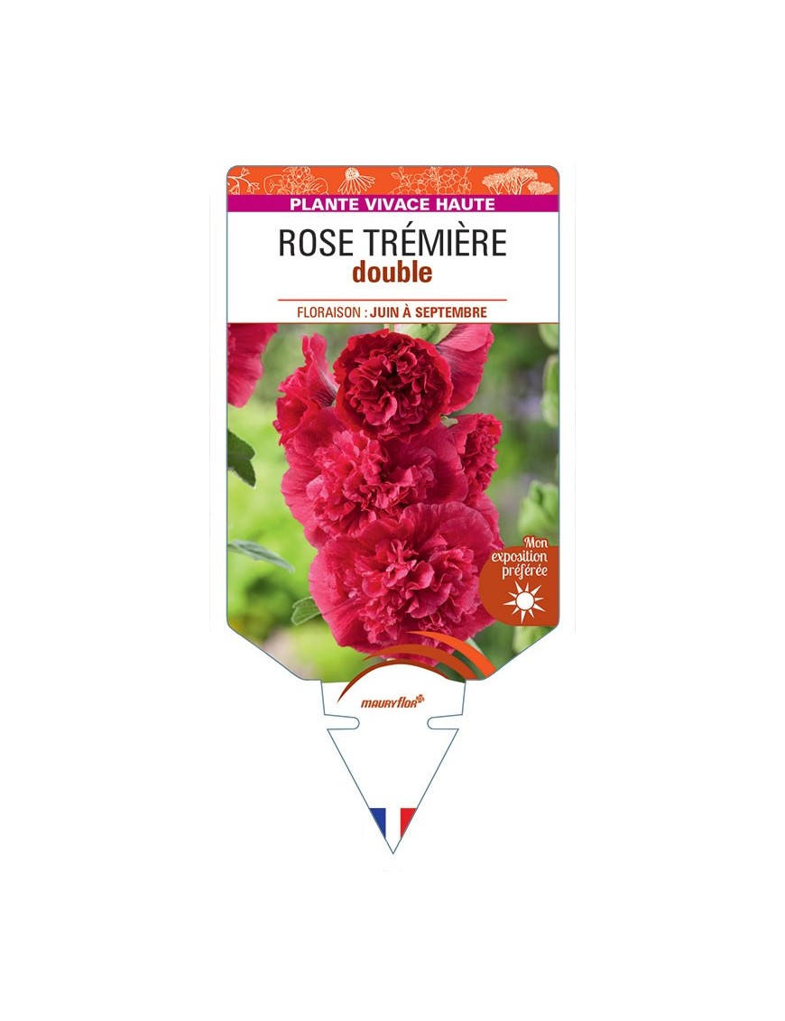 ROSE TRÉMIÈRE DOUBLE (rouge) *